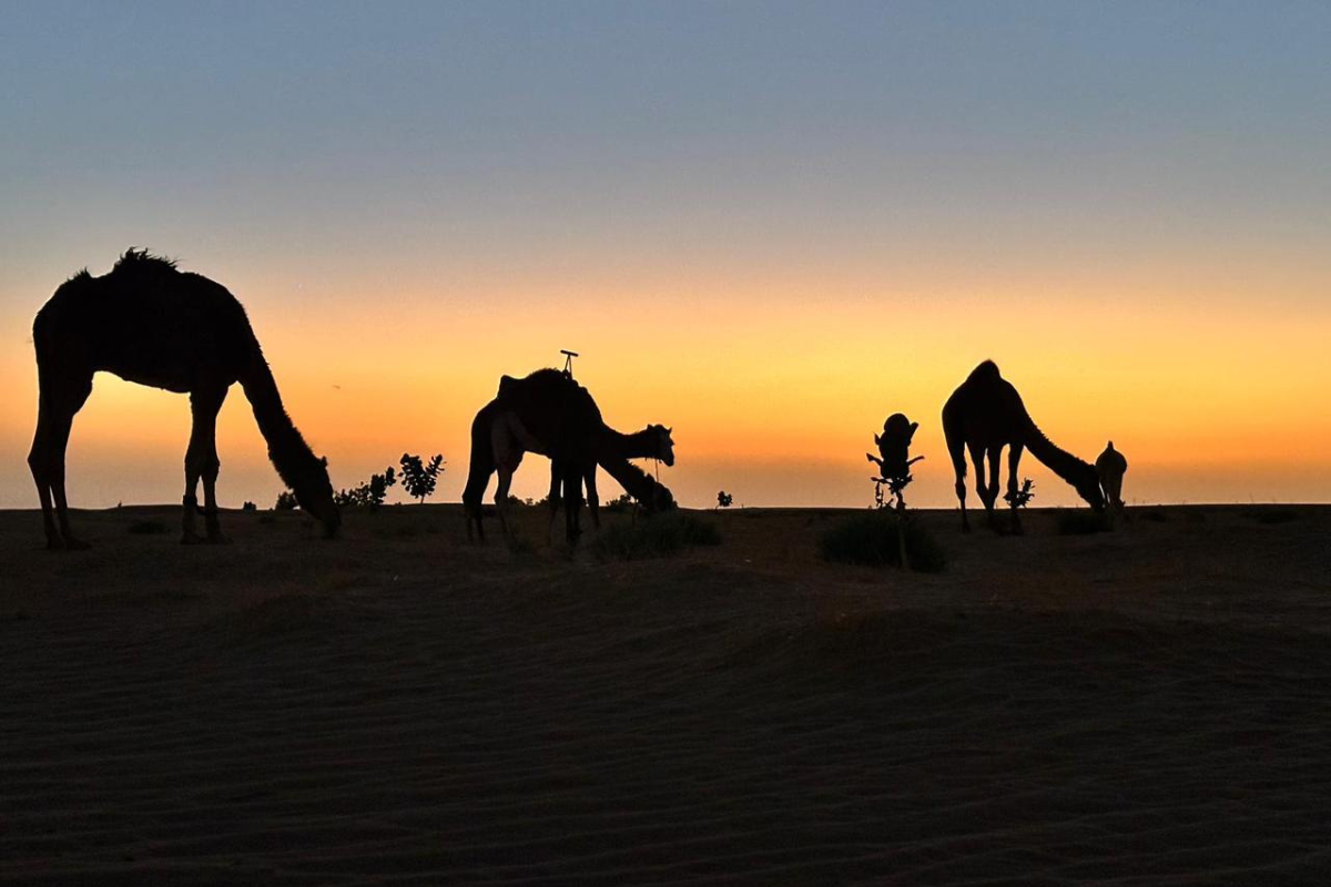 Untitled design (22)