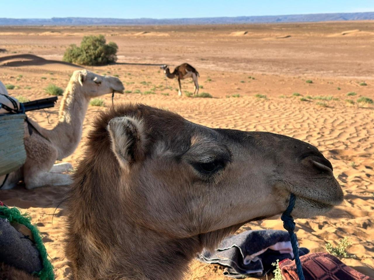 WhatsApp Image 2026-02-07 at 13.33.59 (2)